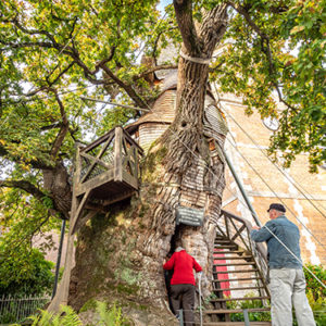 Step inside the heart of the oldest oak tree in France.
