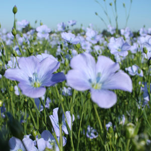 Contemplate the beauty of flax fields
