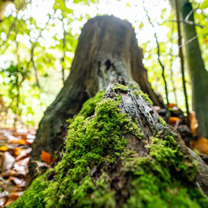 Parks, woods and forests